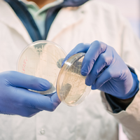 Closeup of gloved hands holding two petri dishes